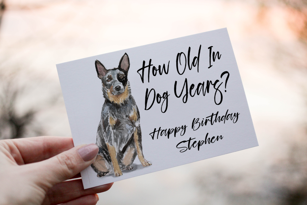 Australian Cattle Dog Birthday Card, Dog Birthday Card - Click Image to Close